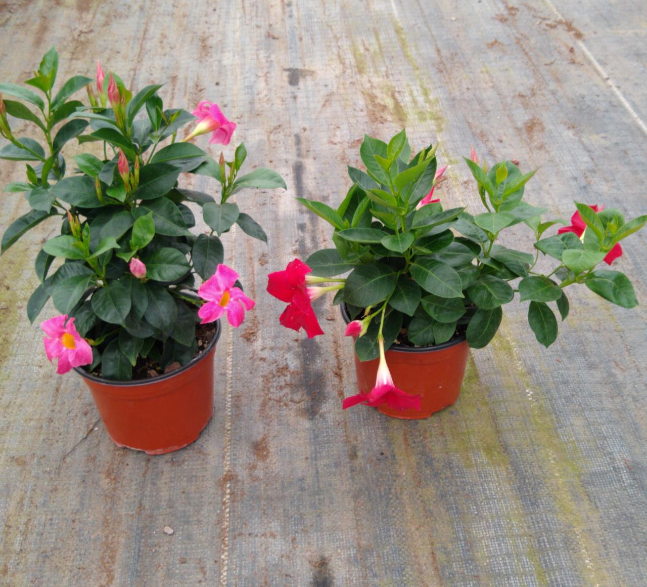 leetx-google-photo-86118-8 leetx-google-photo-86118-8